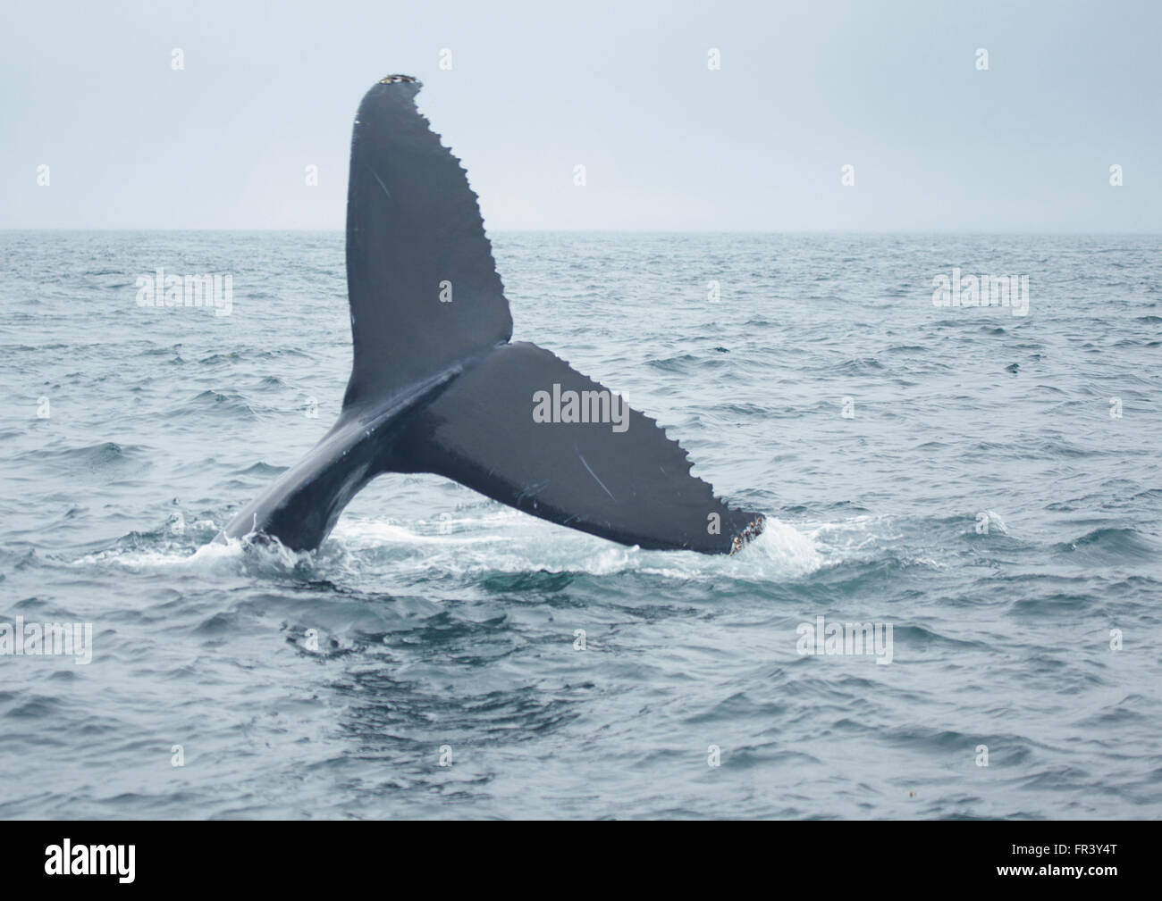 humpback whale tail diving into ocean Stock Photo