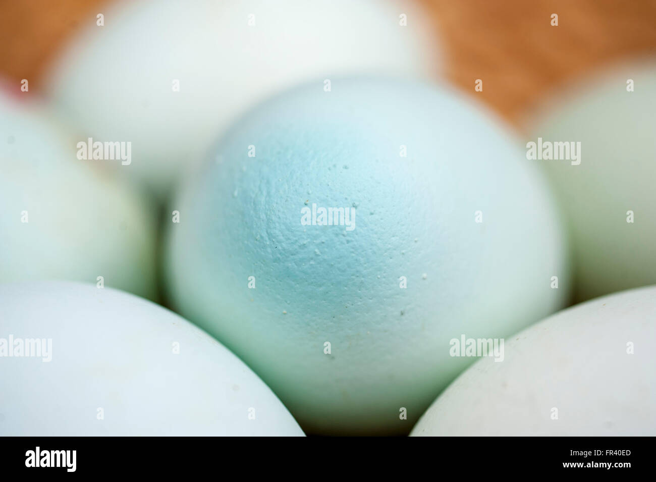 London, UK, 19 March 2016, Blue hued Araucana free range  chicken eggs from Tesco. The birds originated in Chile, where they are thought to have been bred by the Araucanian Indians. According to Araucanas Online, today's bird doesn't much resemble its first ancestors, and is often confused with Ameraucana and Easter Egg chickens, which also lay blue eggs. Stock Photo