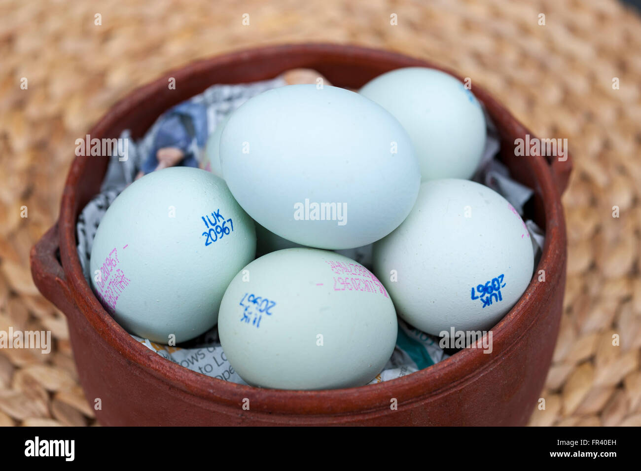 London, UK, 19 March 2016, Blue hued Araucana free range  chicken eggs from Tesco. The birds originated in Chile, where they are thought to have been bred by the Araucanian Indians. According to Araucanas Online, today's bird doesn't much resemble its first ancestors, and is often confused with Ameraucana and Easter Egg chickens, which also lay blue eggs. Stock Photo