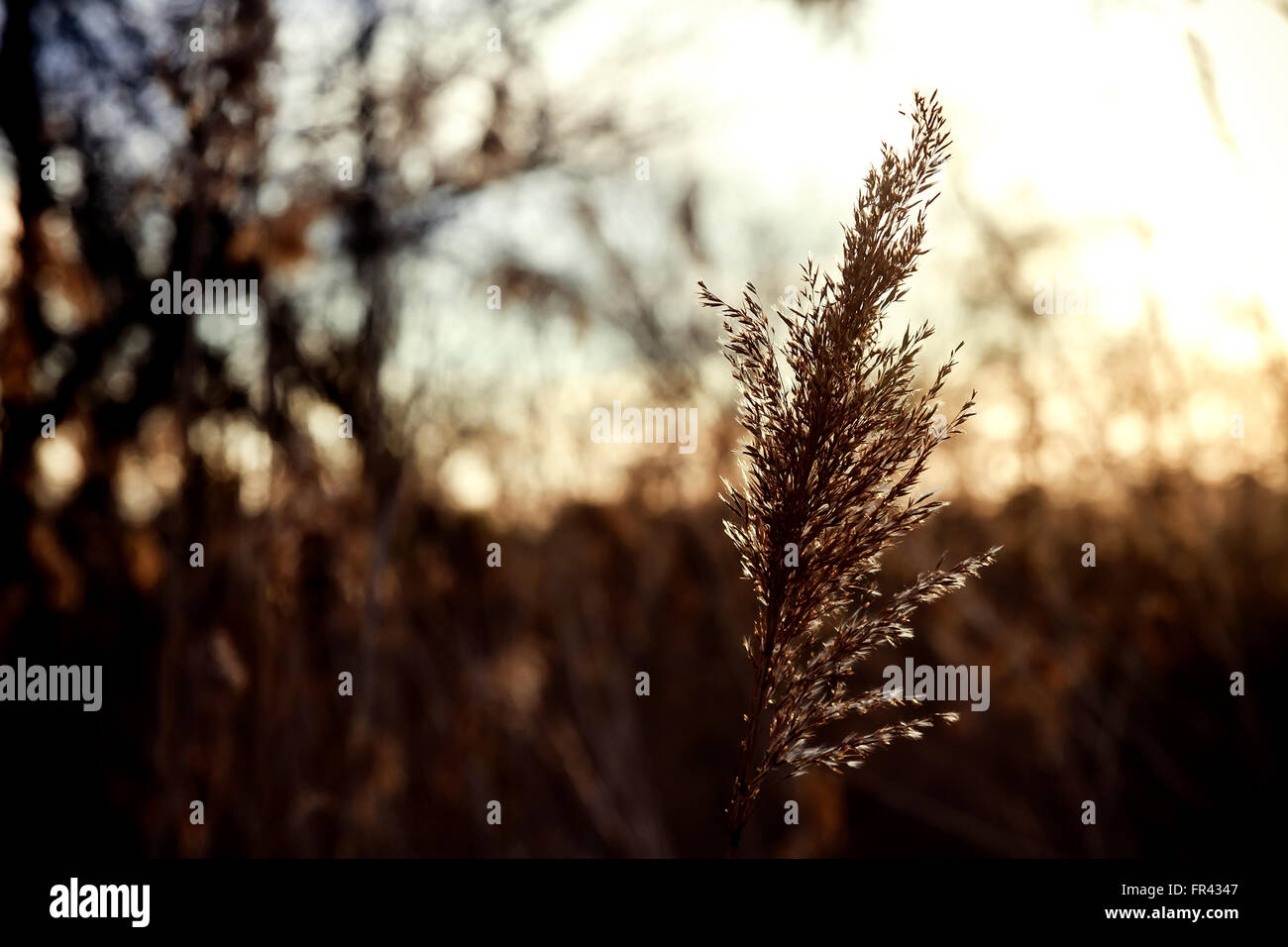 Japanese Reed Stalk reed stalks in the swamp against sunlight fall colorful Stock Photo - Alamy