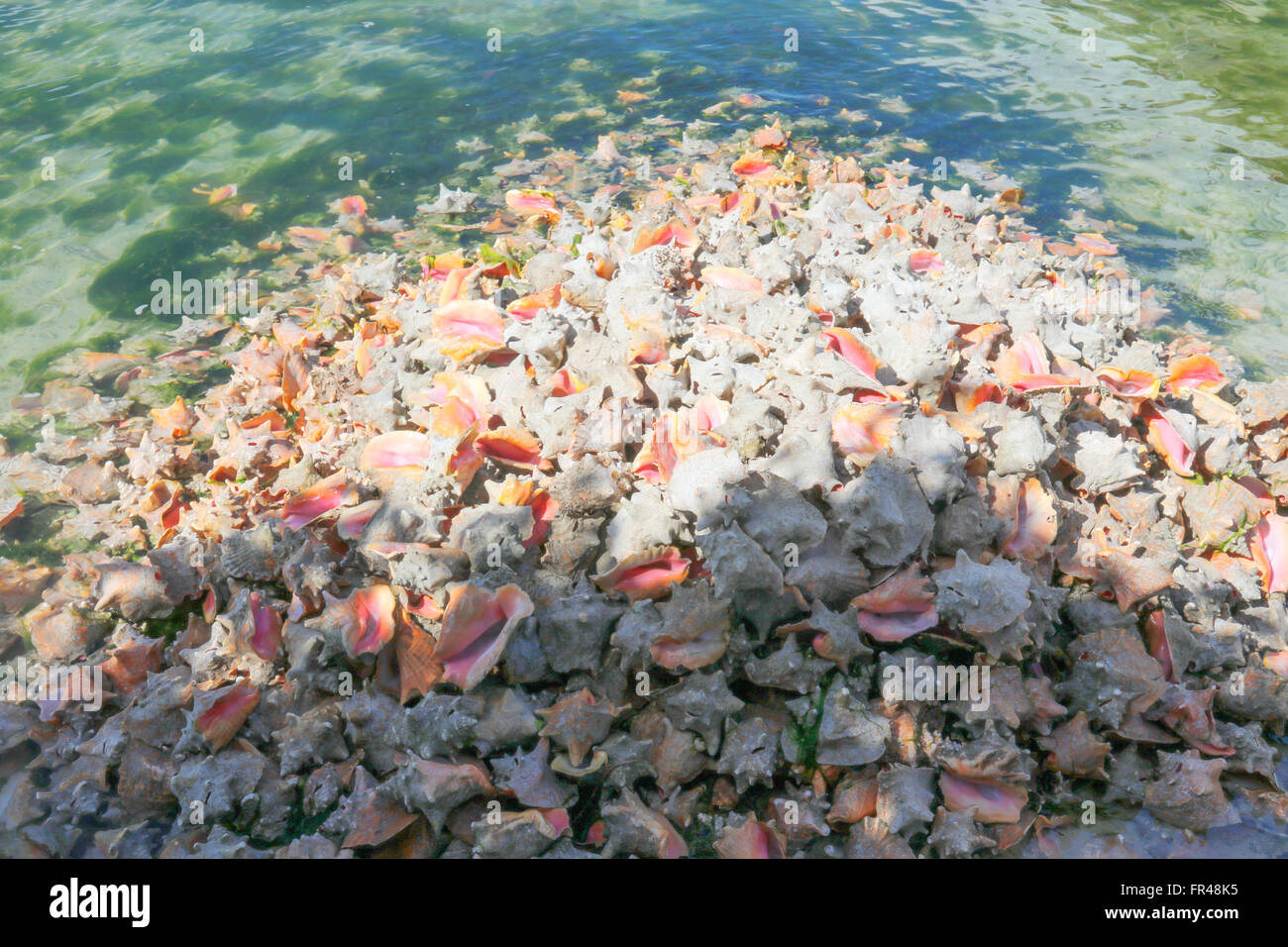 Animals: Pile of conch shells Stock Photo