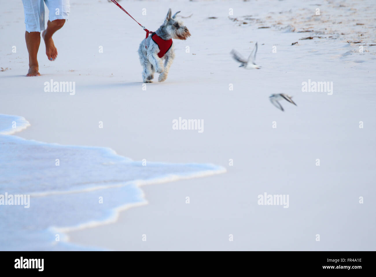 Dog chasing birds on a leash Stock Photo - Alamy