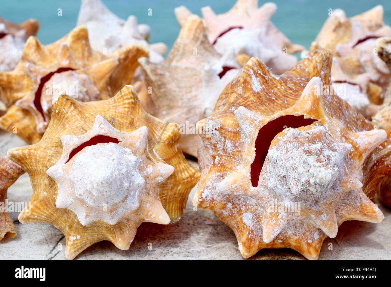 Animals: Conch shells for sale Stock Photo
