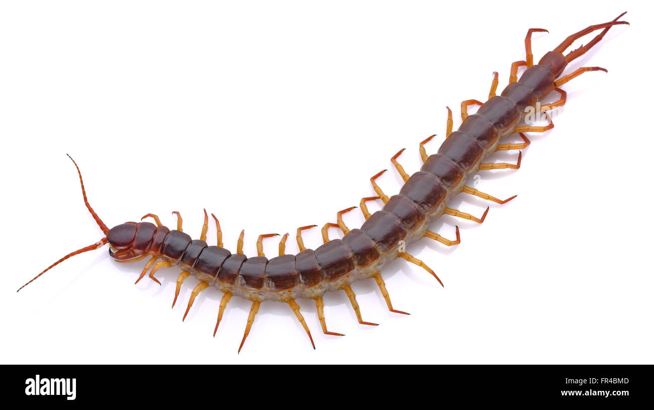 centipede on white background Stock Photo