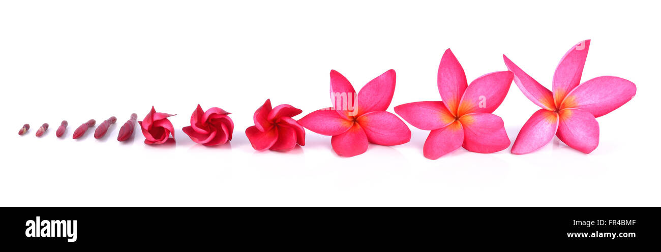 Plumeria on white background Stock Photo - Alamy