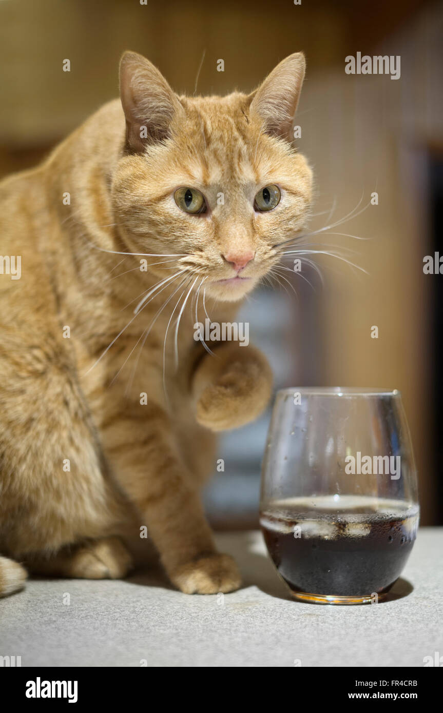 House cat caught at drinking glass pawing drink Stock Photo