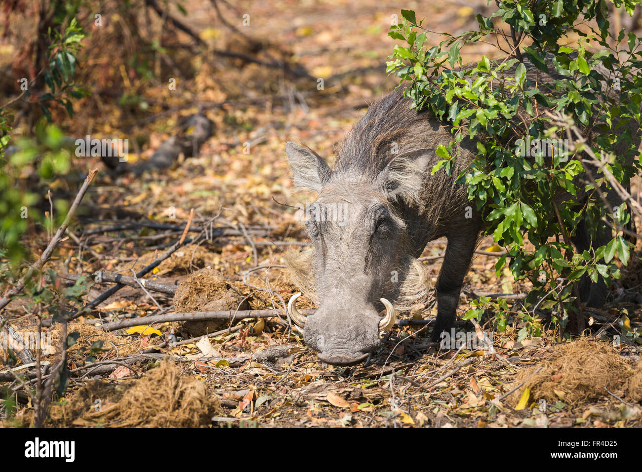 Suiformes High Resolution Stock Photography And Images Alamy