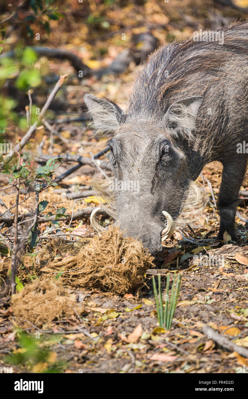 Suiformes High Resolution Stock Photography And Images Alamy