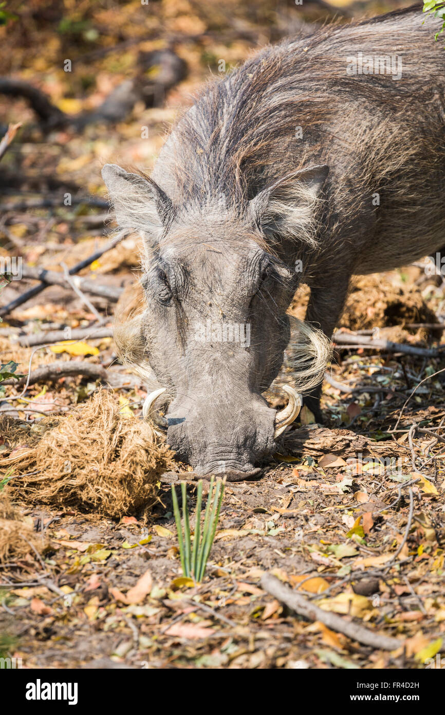 Suiformes High Resolution Stock Photography And Images Alamy
