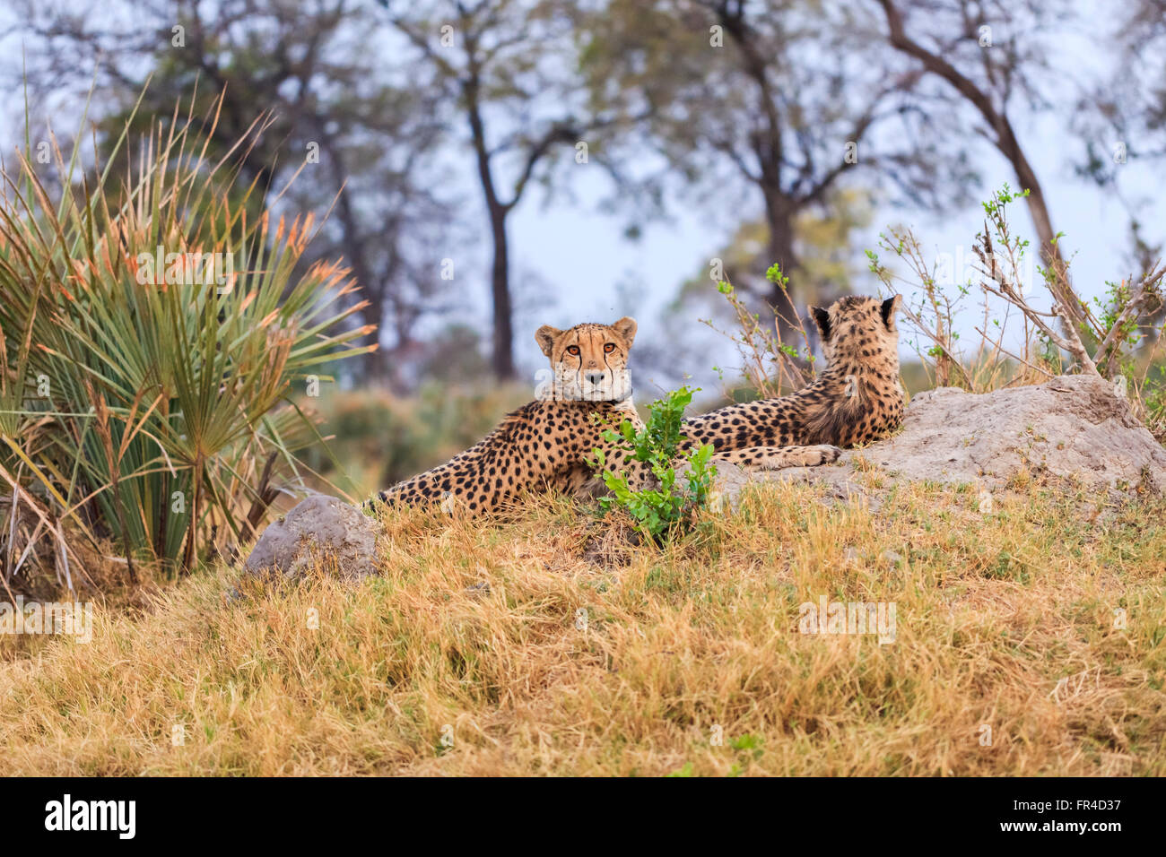 Two cheetahs (Acinonyx jubatus) laying on a mound, Sandibe Camp, by the Moremi Game Reserve, Okavango Delta, Botswana Stock Photo