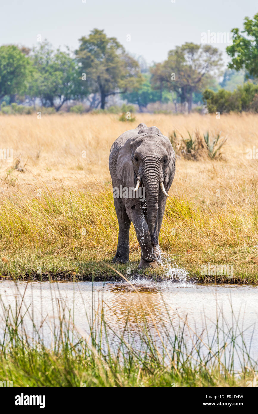 African bush elephant (Loxodonta africana), standing drinking at the riverside in savannah, Sandibe Camp, by the Moremi Game Reserve, Kalahari, Botswana Stock Photo