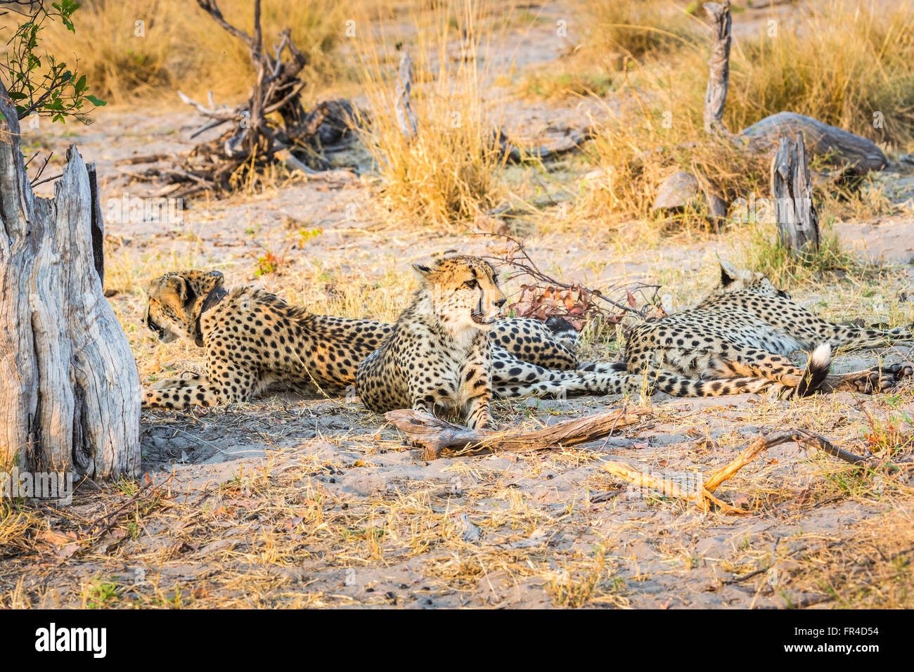 Three Cheetahs (Acinonyx jubatus) resting, Sandibe Camp, by the Moremi Game Reserve, Okavango Delta, Botswana, southern Africa Stock Photo