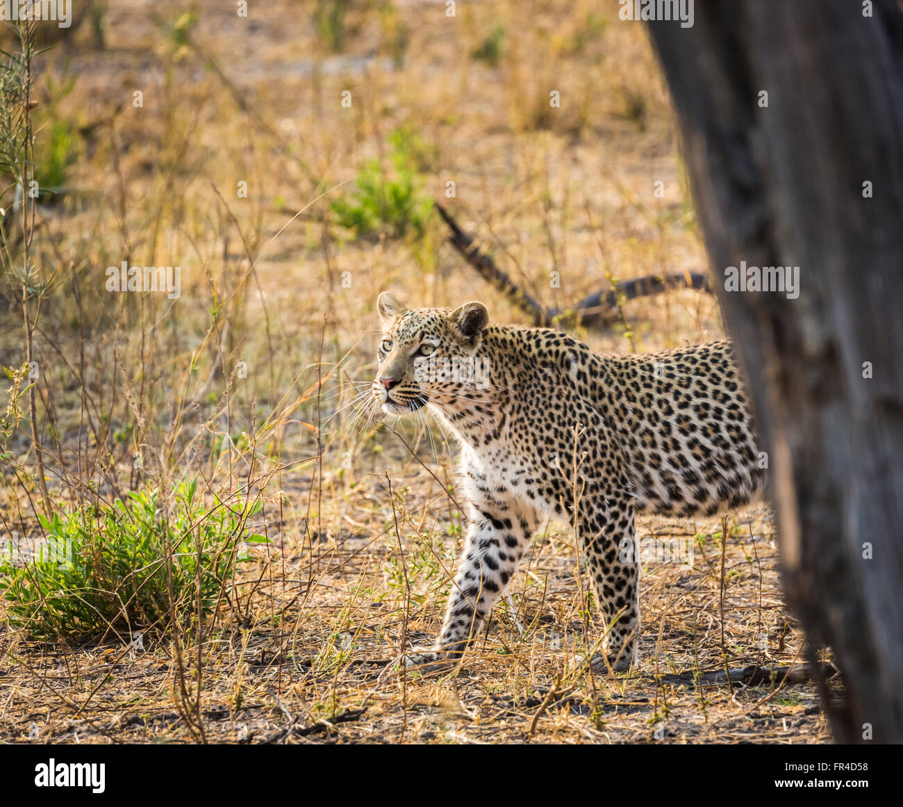 Leopard (Panthera pardus), Sandibe Camp, adjacent to the Moremi Game Reserve, Okavango Delta, Kalahari, Botswana, southern Africa Stock Photo