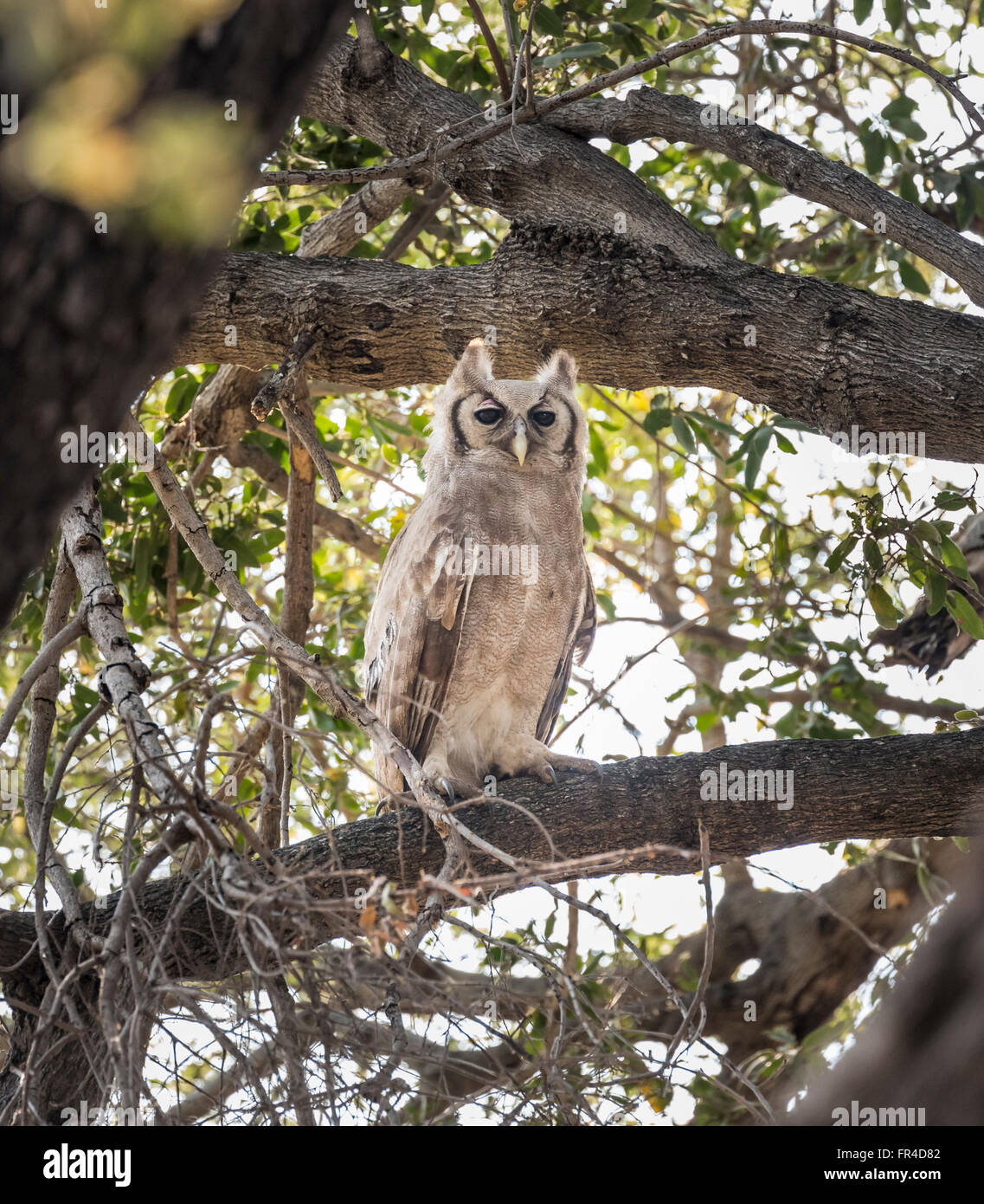 Verraux's Eagle-Owl or giant eagle owl (Bubo lacteus) perching in a tree, Sandibe Camp, Moremi Game Reserve, Okavango Delta, Botswana, Africa Stock Photo