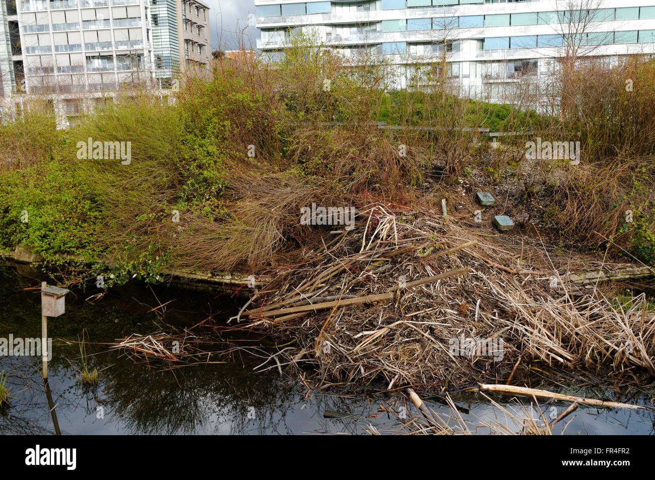 Beaver lodge and beaver dam in Hinge Park or Olympic Village park, Vancouver, British Columbia, Canada Stock Photo