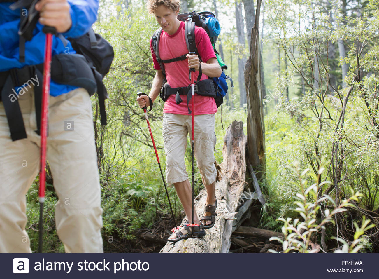 hikers walking on fallen tree bridge Stock Photo