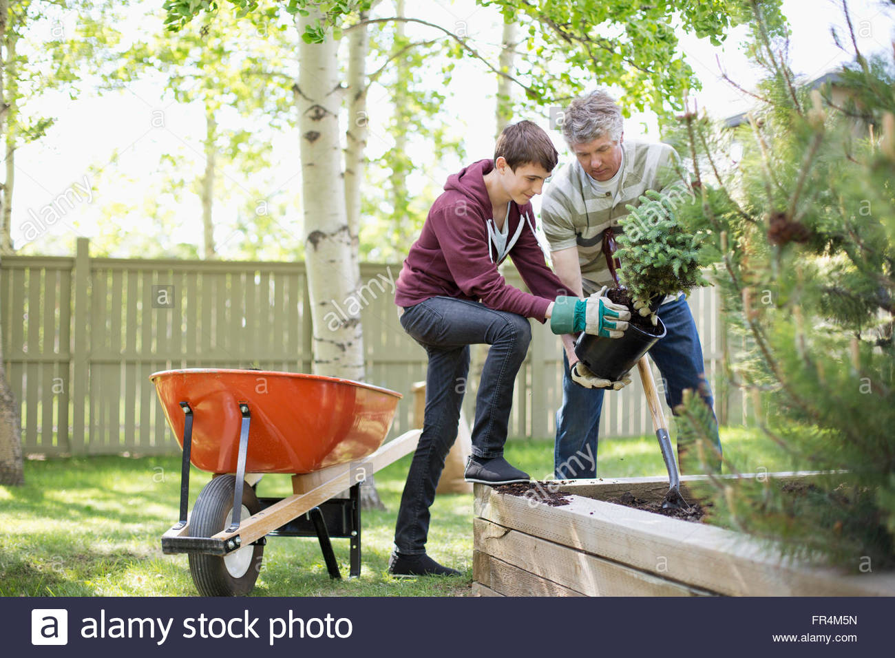 father and son planting a tree Stock Photo