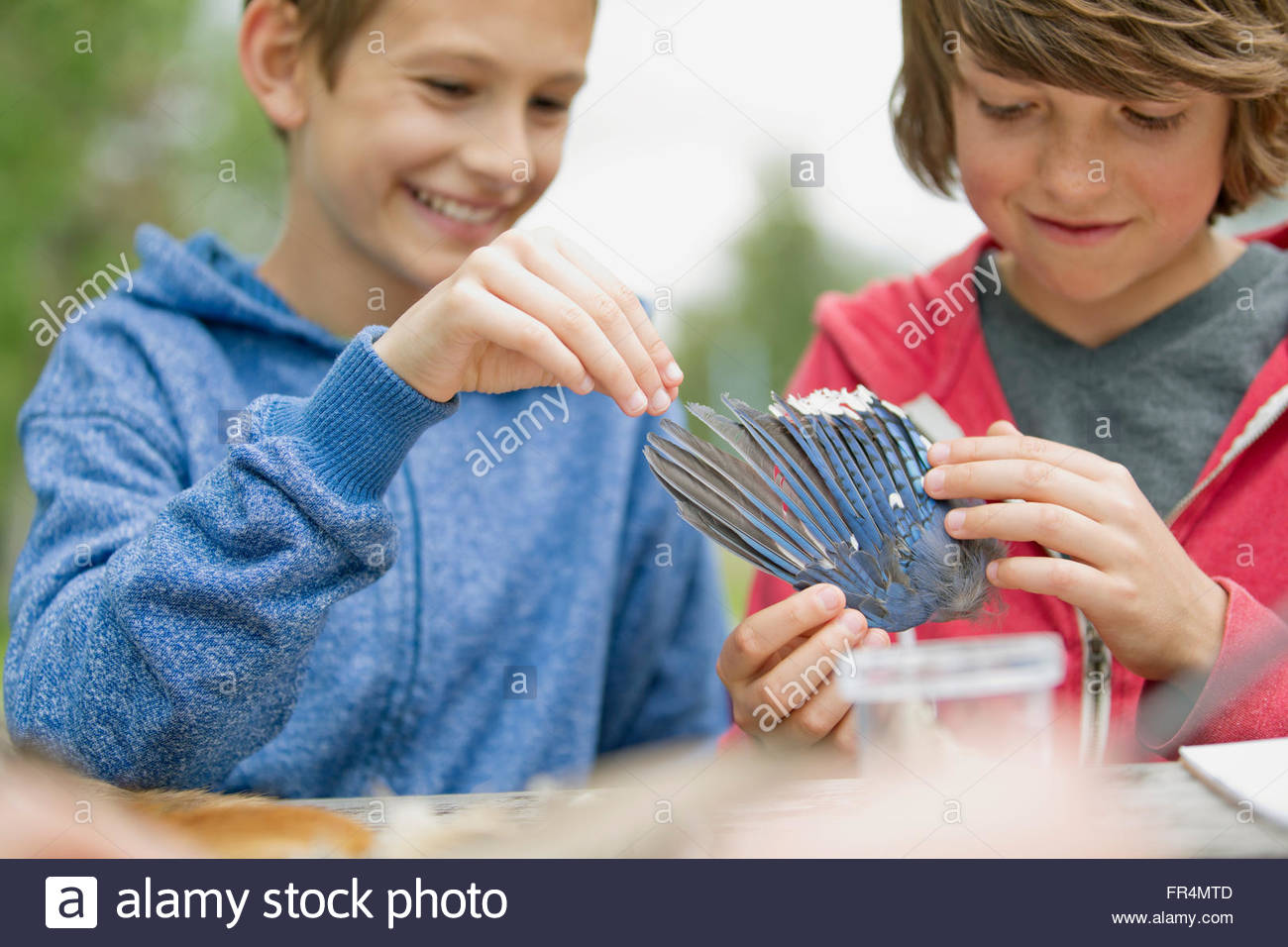 middle school students touching bird wing Stock Photo