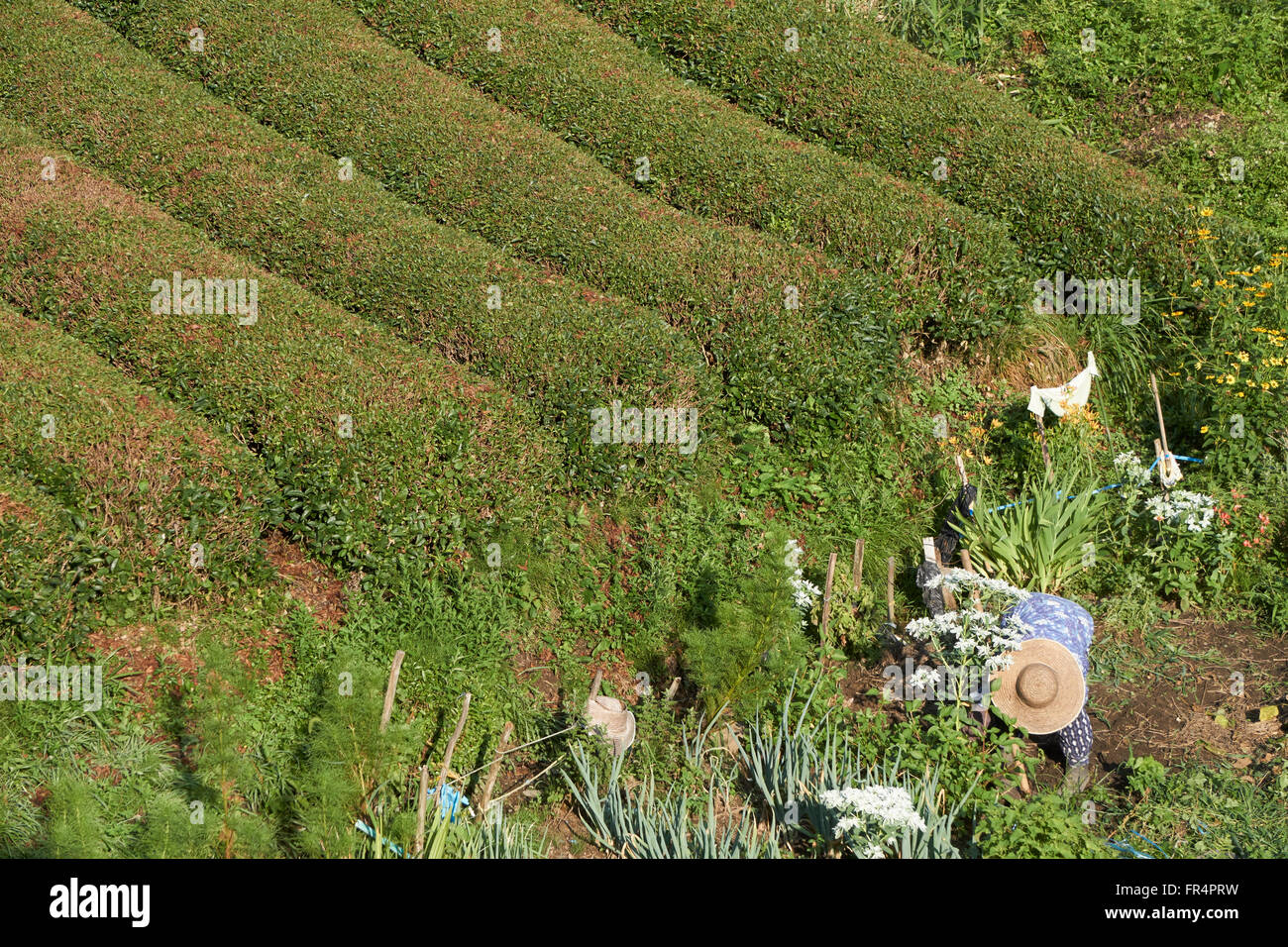Farmer woman works in a tea plantation and vegetable garden in the Japanese mountains, along the Nakasendo Trail Stock Photo