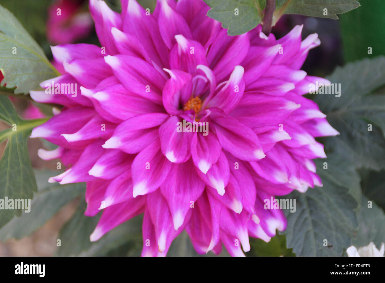 Dahlia Frost Nip, cultivated ornamental herb with dissected leaves and medium sized light purple flower heads with white tips Stock Photo