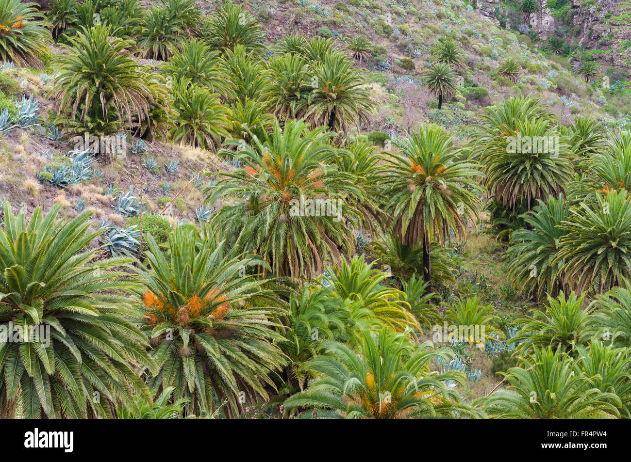 Hill slope with palm trees and agave Stock Photo