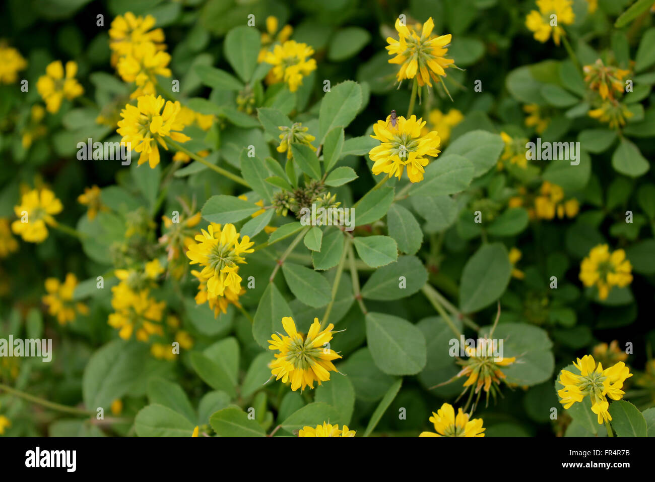 Trigonella corniculata, Sicklefruit fenugreek, kasuri methi in India