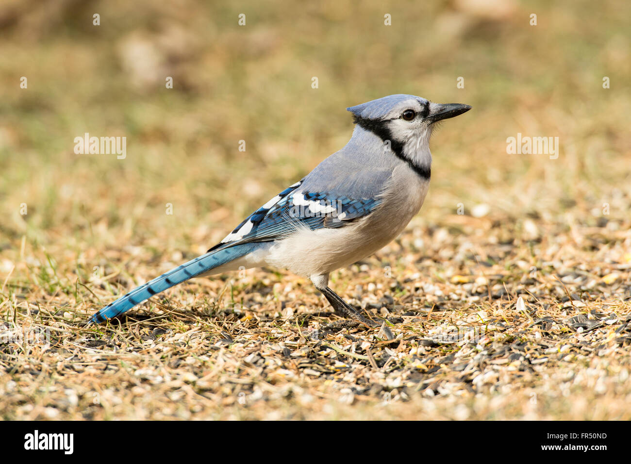 Blue Jay foraging for seeds spilled on ground. Stock Photo