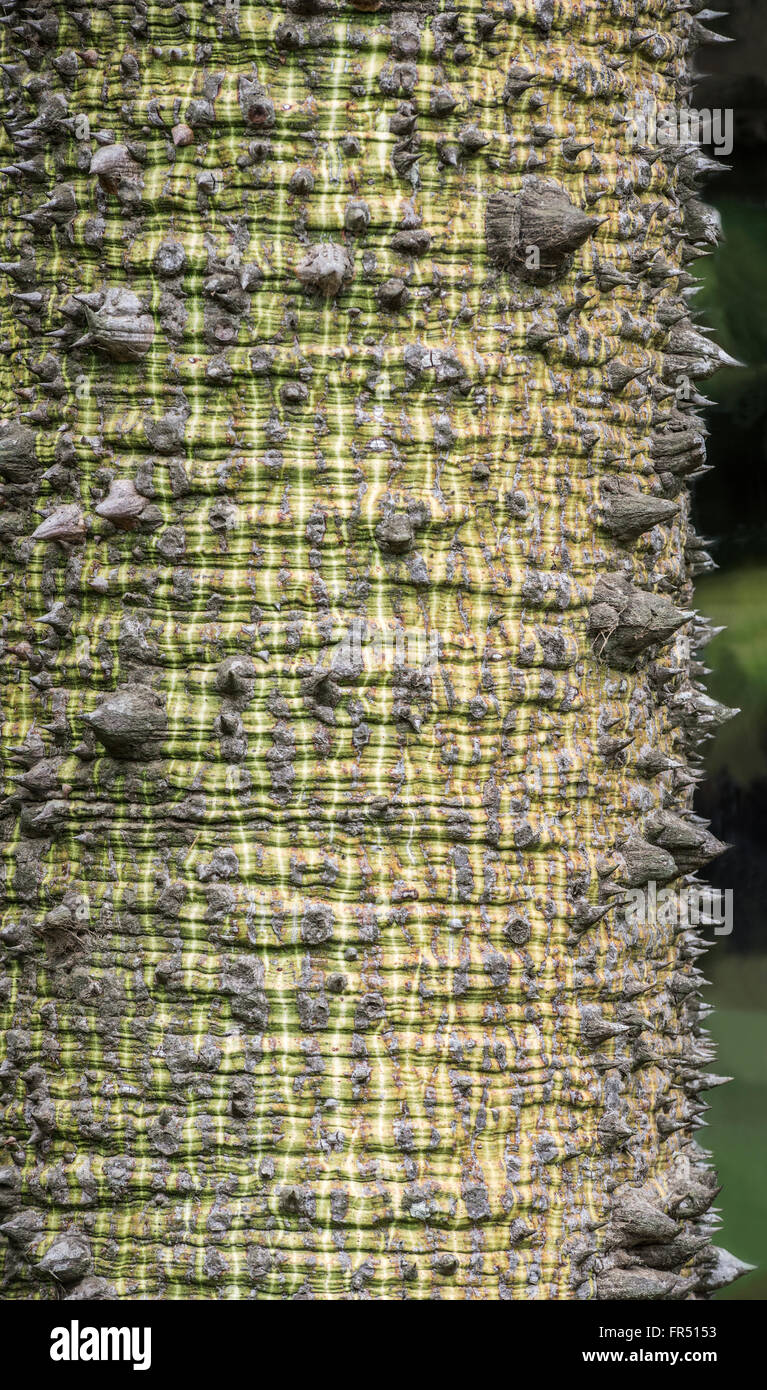 The texture of the tree bark Silk Floss Tree ( Chorisia speciosa ) Stock Photo