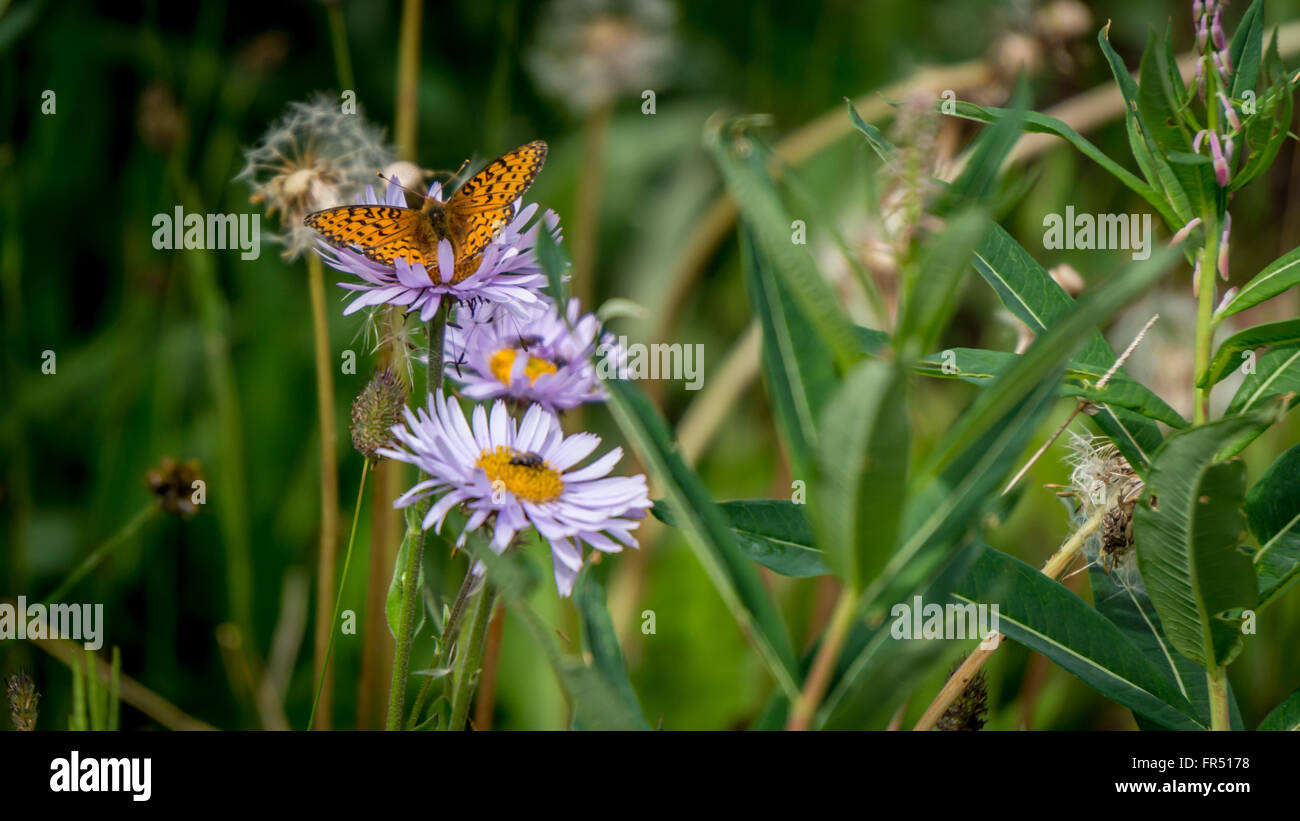 Pearl Bordered Fritillary on Aster Flowers in the High Alpine of Tod Mountain in the Shuswap Highlands of central British Columbia, Canada Stock Photo