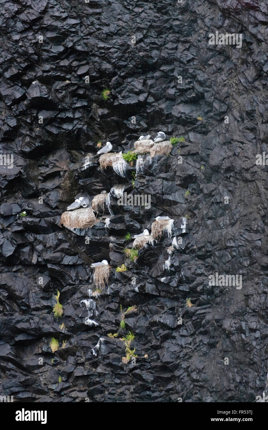 Gulls nests on the cliff, Cape Archen, Bering Sea, Russian Far East Stock Photo