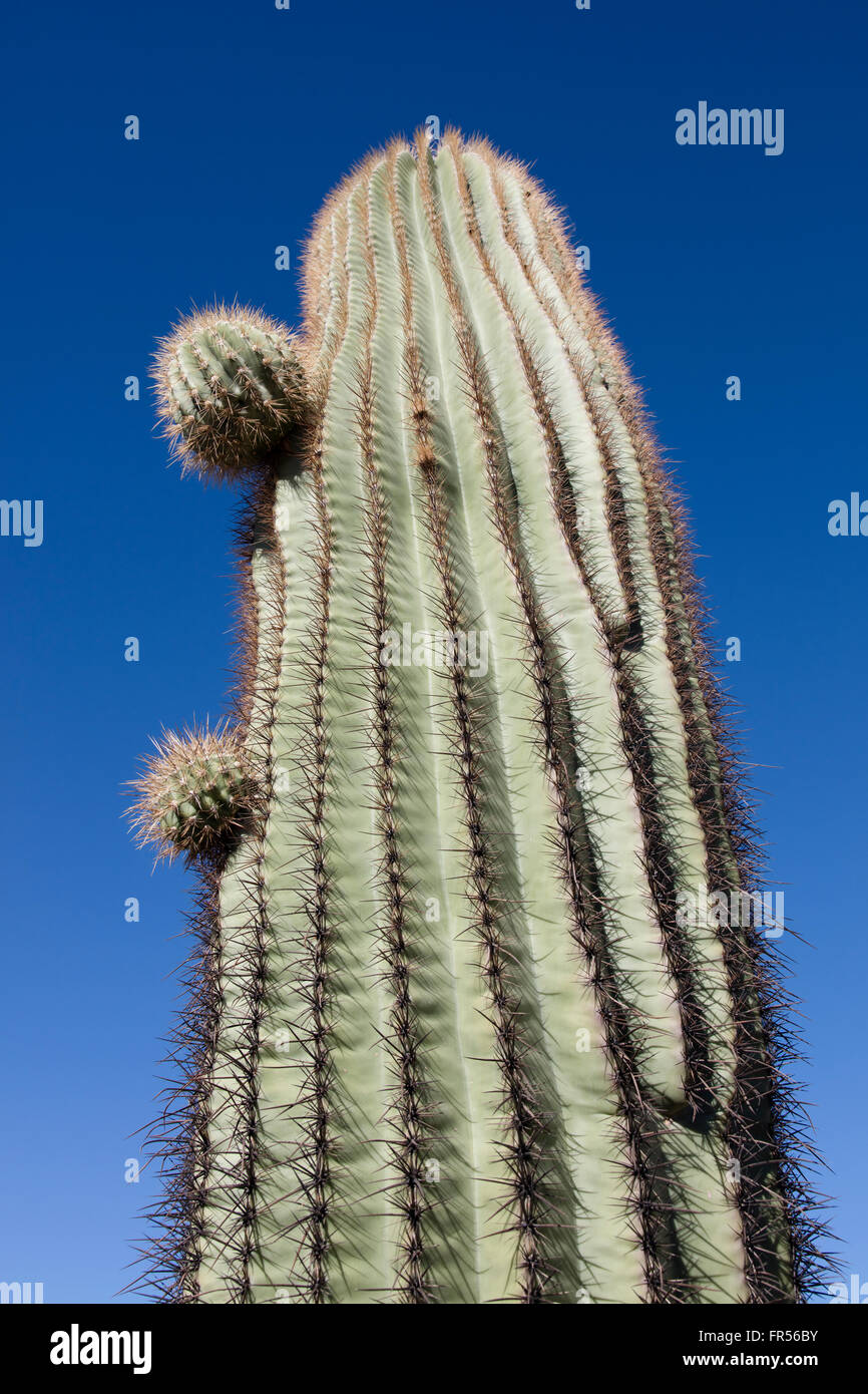Giant Saguaro cactus and blue sky Stock Photo