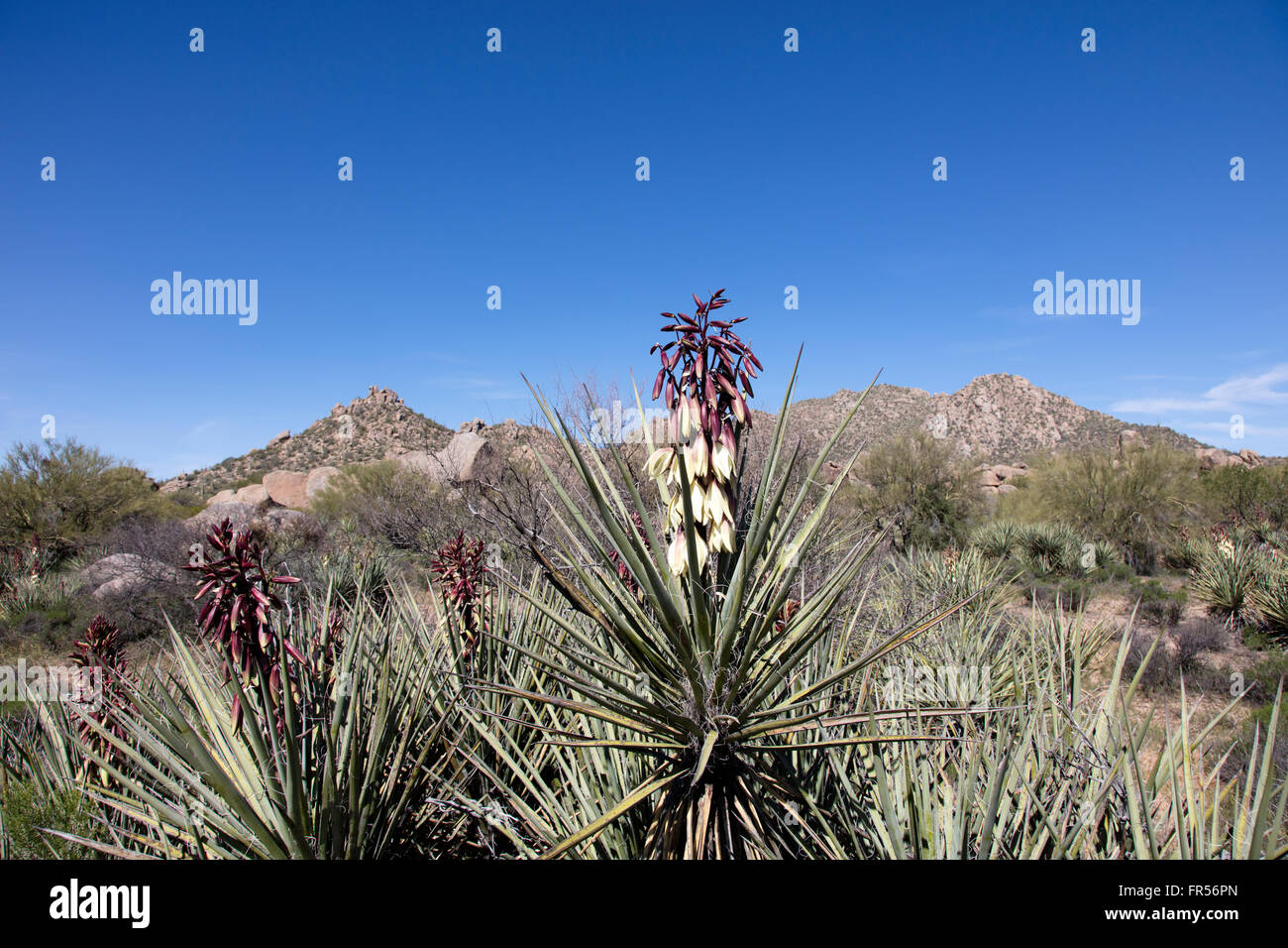 Flowering Banana Yucca in the southern desert USA Stock Photo Alamy