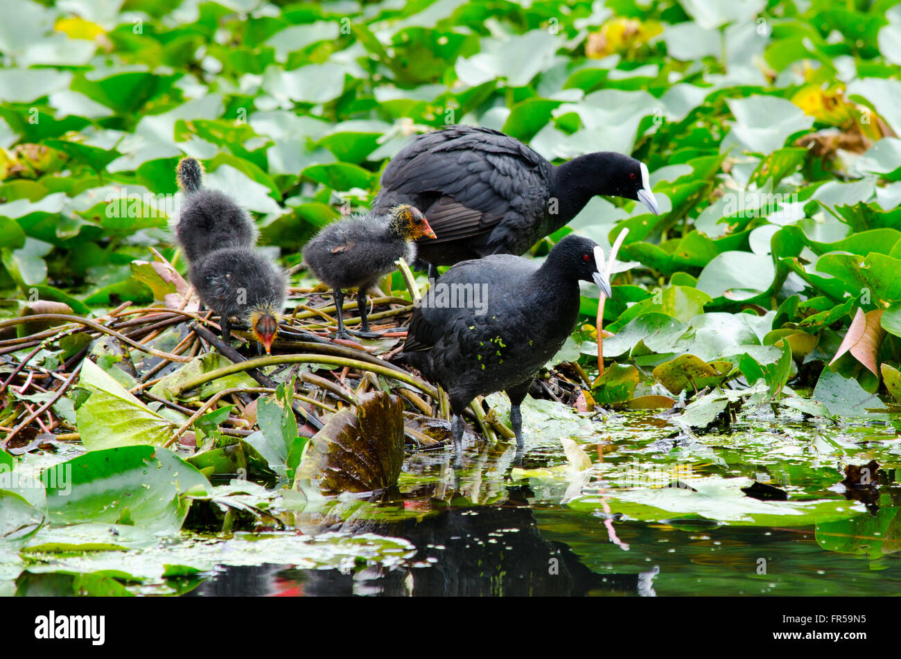 Coots Fulica Atra protecting their chicks from an eel Stock Photo