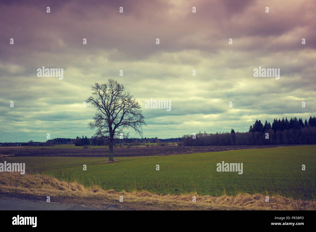 Alone tree without leaves hi-res stock photography and images - Alamy