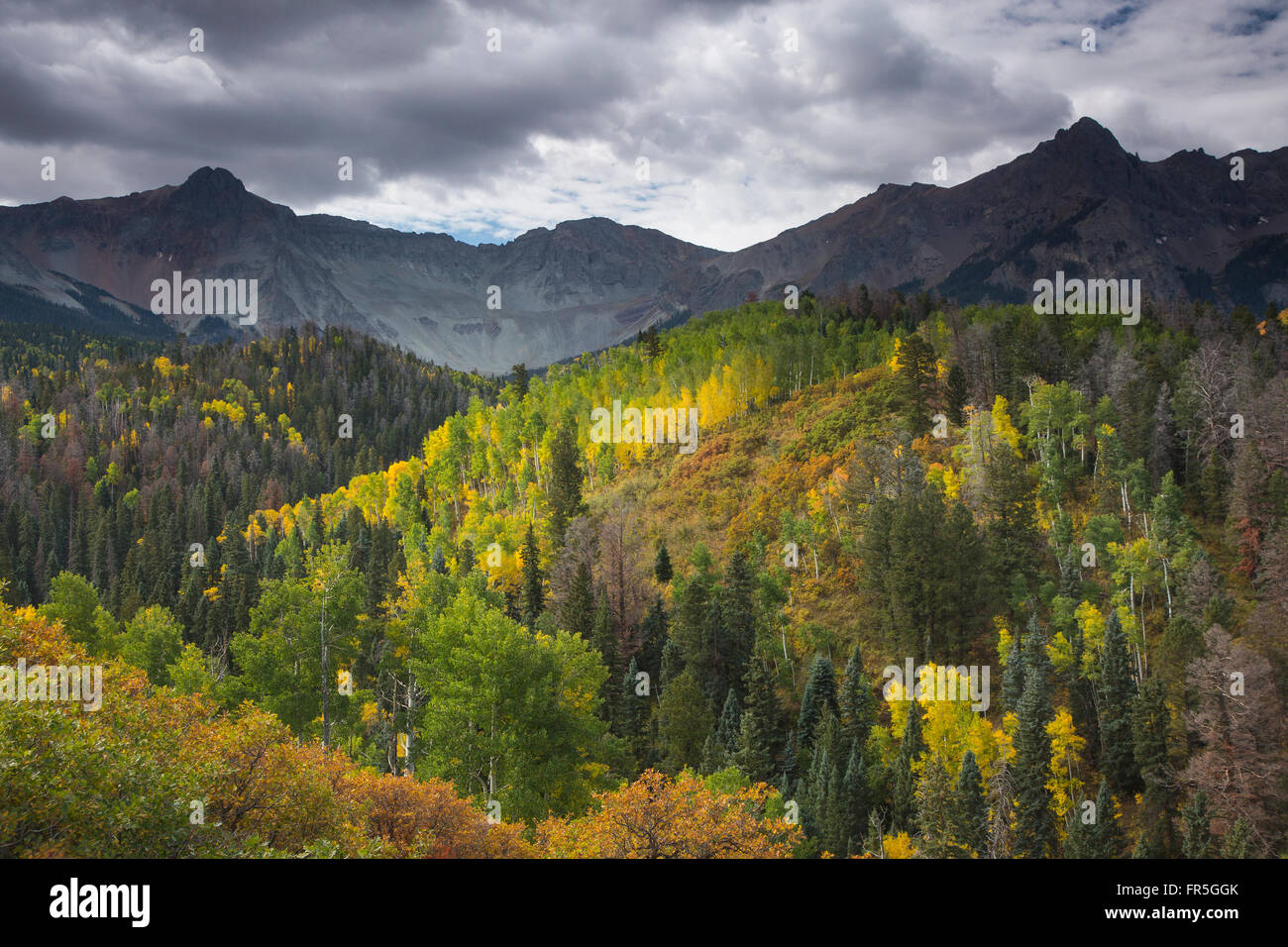 Green and yellow autumn trees on mountain hillside, West Fork Dallas Creek, Colorado, United States Stock Photo