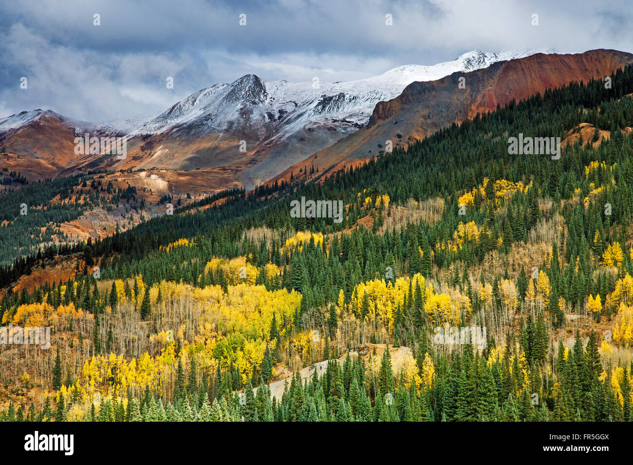 Yellow autumn trees on hillside below snowcapped mountain, Red Mountain Pass, Colorado, United States Stock Photo