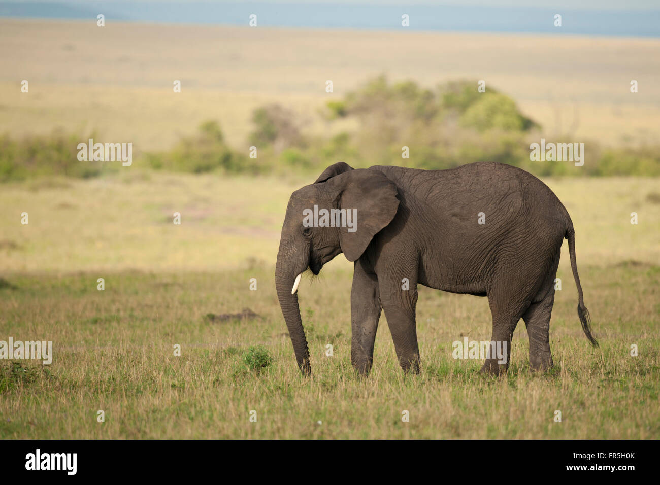 Elephant standing in the savannah of Masai Mara National Park of Kenya Stock Photo