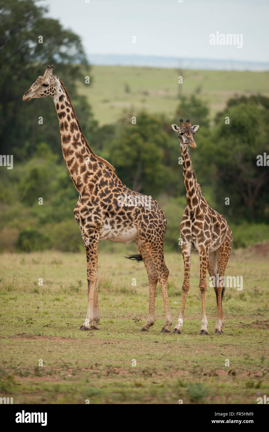 Giraffe standing in the Masai Mara National Park in Kenya Stock Photo
