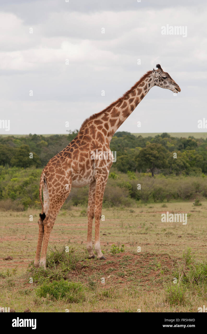 Giraffe standing in the Masai Mara National Park in Kenya Stock Photo