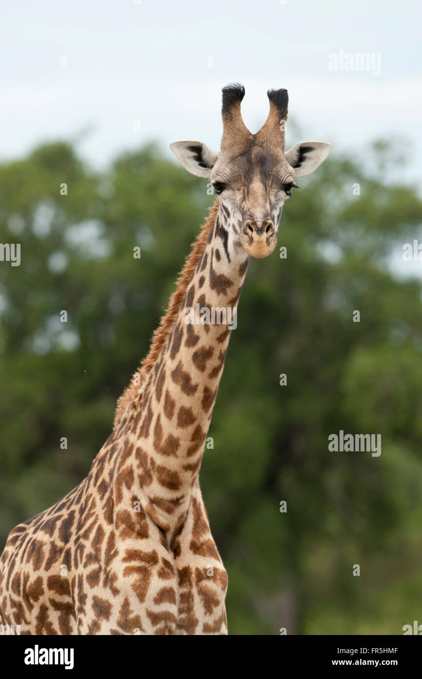 Close-up of Giraffe in kenyan national park Stock Photo