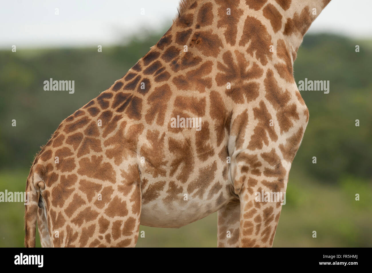 the texture of the giraffe skin Stock Photo