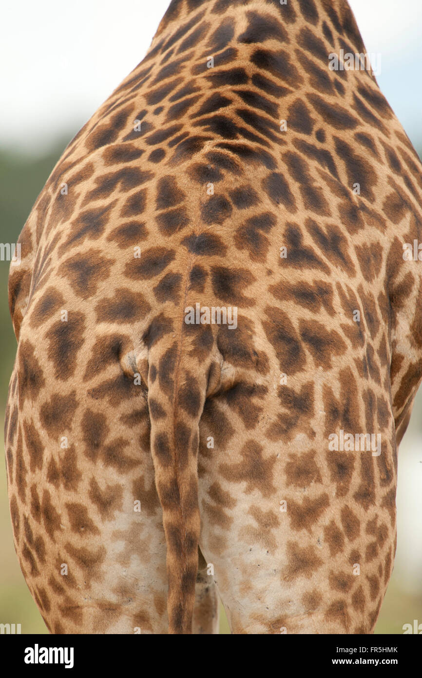 the texture of the giraffe skin Stock Photo