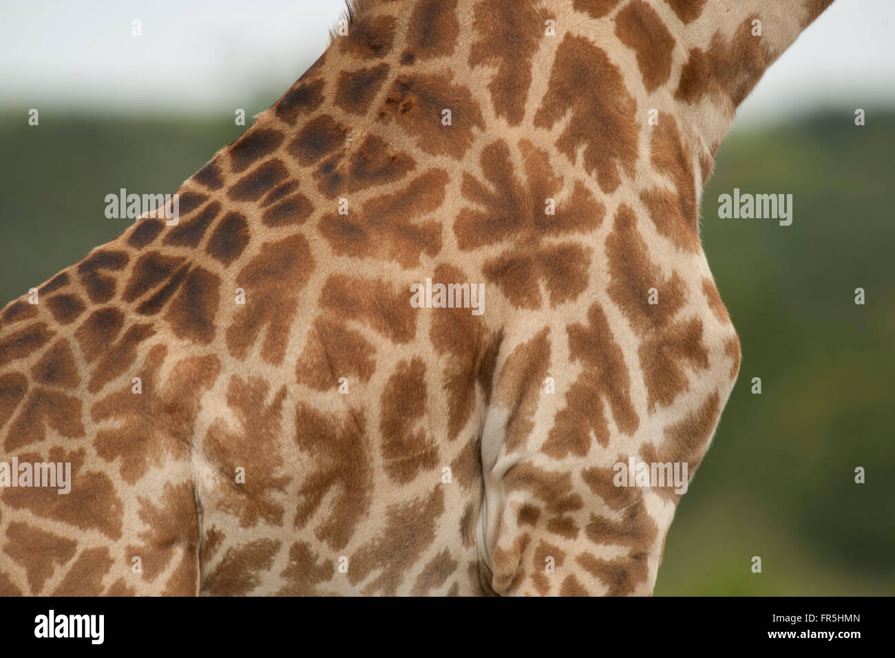 the texture of the giraffe skin Stock Photo