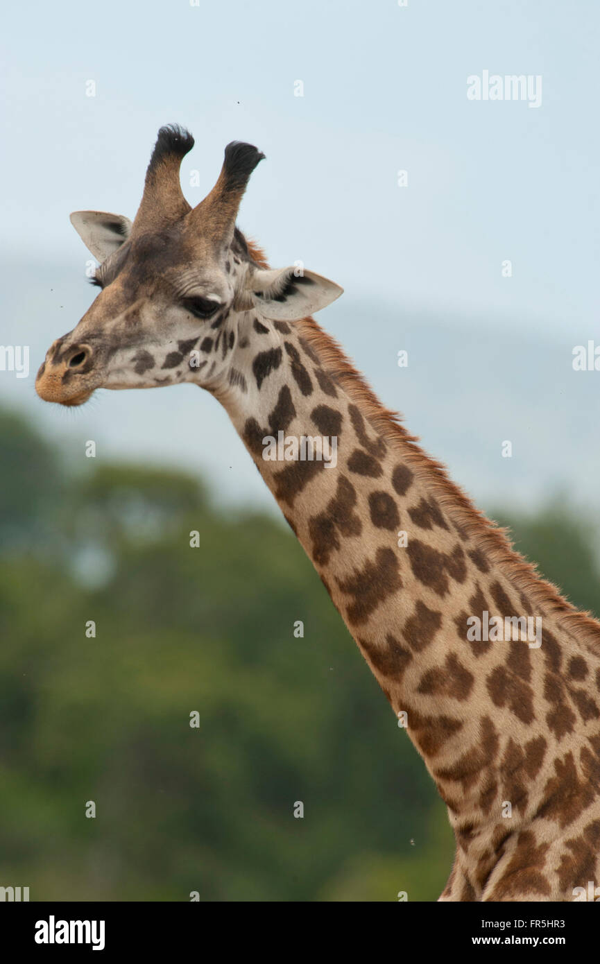 Close-up of Giraffe in kenyan national park Stock Photo