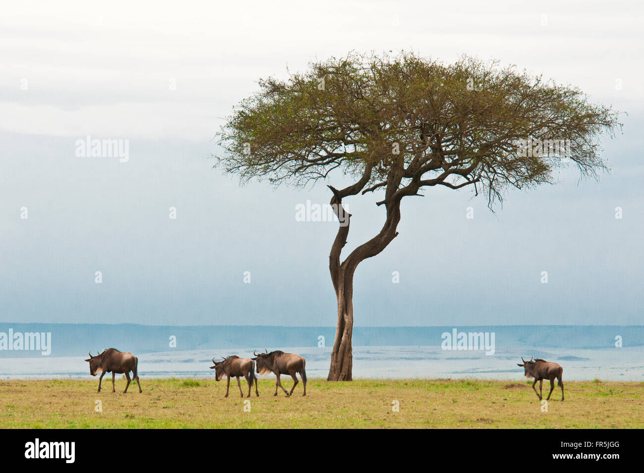 Masai mara national park kenya hi-res stock photography and images - Alamy