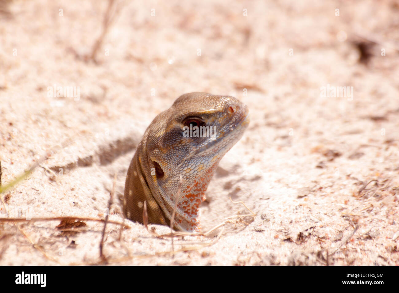 Leiolepis reptile it is colorful color in nature. Leiolepis belliana. Stock Photo