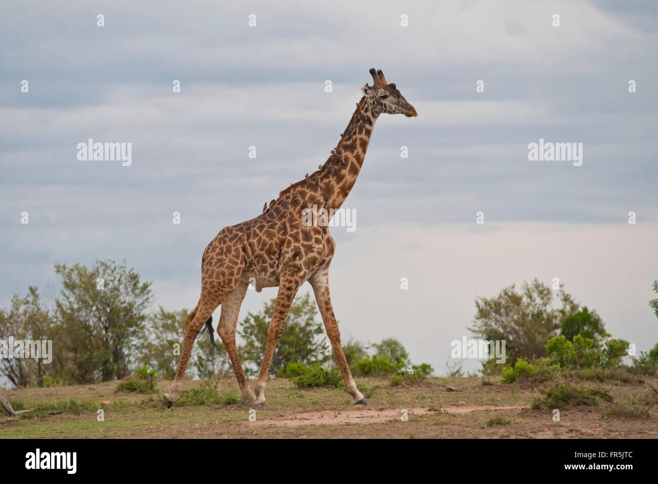 Giraffe standing in the Amboseli National Park in Kenya Stock Photo