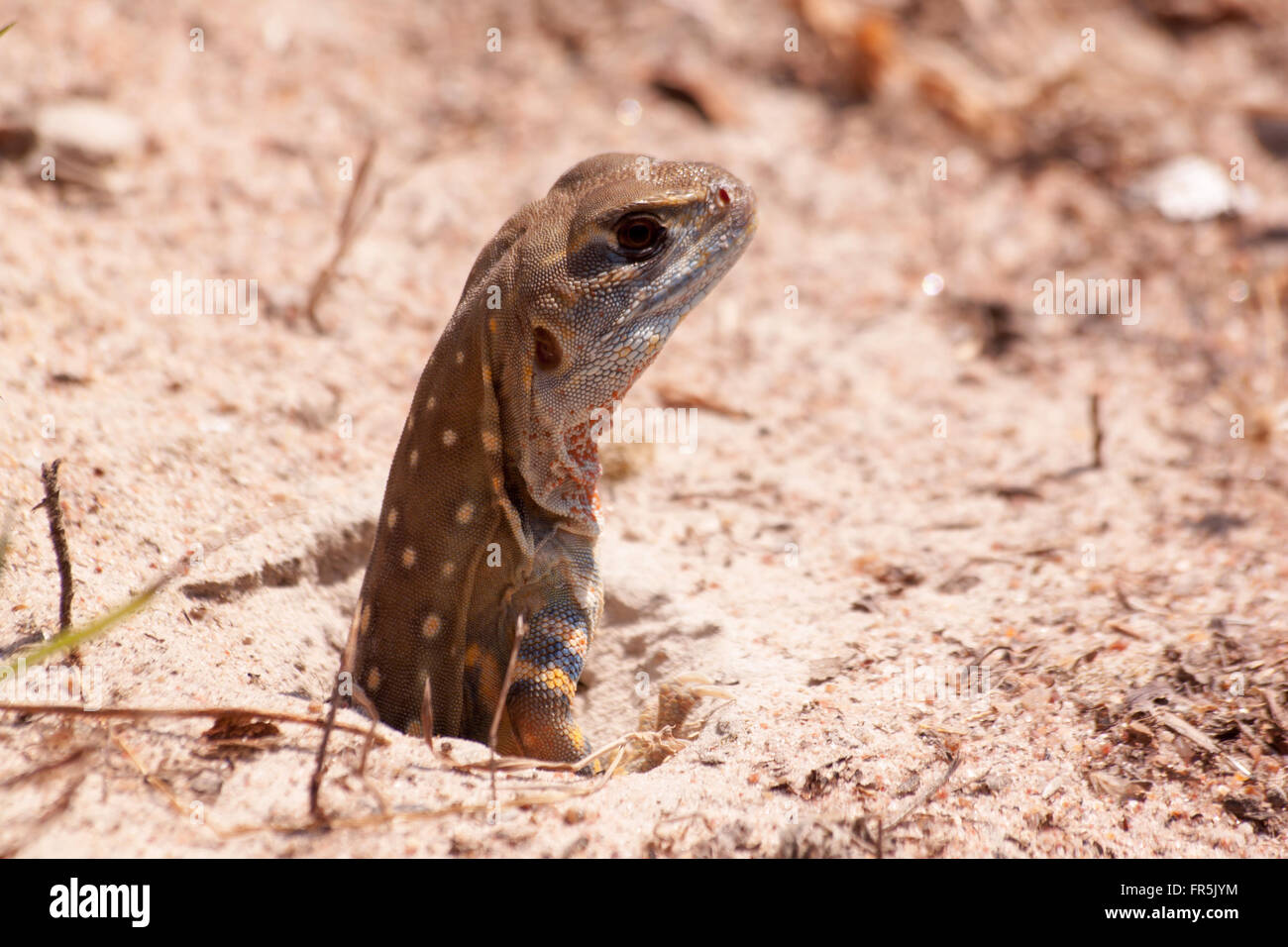 Leiolepis reptile it is colorful color in nature. Leiolepis belliana. Stock Photo