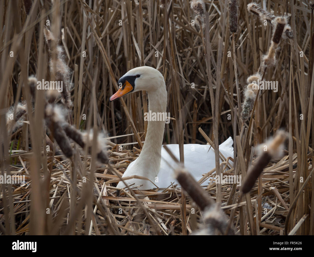 A swan nesting Stock Photo Alamy
