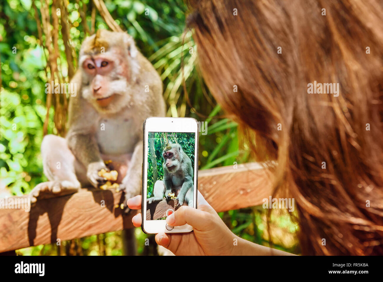 Photograph with narrow focus on woman hand with smartphone taking mobile photo and video of monkey for sharing in social network Stock Photo